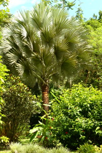 palmera